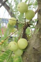 Amla gooseberry on tree in farm photo