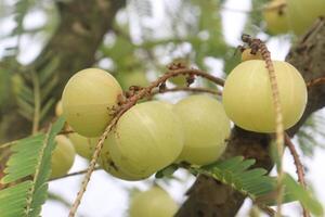 Amla gooseberry on tree in farm photo