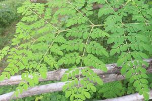 Moringa on tree in farm for harvest photo