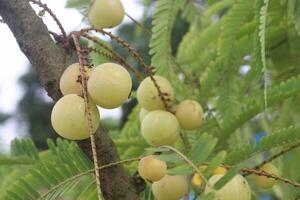 Amla gooseberry on tree in farm photo