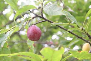 Apricot fruit on tree in farm for harvest photo