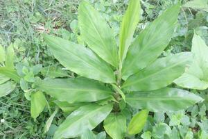 Ginger tree plant on farm photo