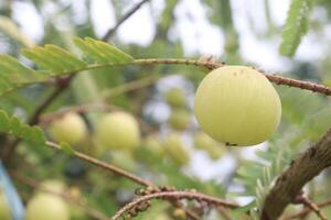 Amla gooseberry on tree in farm photo