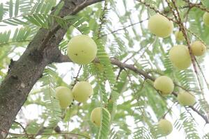 Amla gooseberry on tree in farm photo