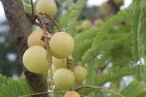Amla gooseberry on tree in farm photo