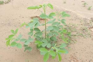 Sicklepod plant in the forest is medicinal photo