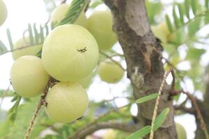 Amla gooseberry on tree in farm photo