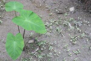 Taro Plant on farm for harvest photo
