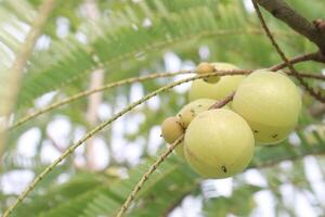 Amla gooseberry on tree in farm photo