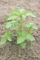Acalypha lanceolata plant on field photo