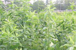 Crotalaria juncea plant on farm photo