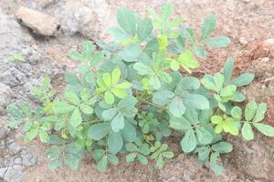 Sicklepod plant in the forest is medicinal photo
