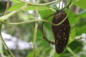 Dioscorea bulbifera plant on farm photo