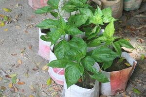 Carolina Reaper plant seedling on farm photo
