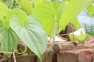 Dioscorea bulbifera on tree in forest photo