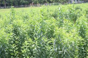 Crotalaria juncea plant on farm photo