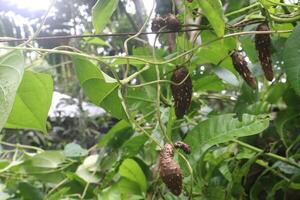 Dioscorea bulbifera plant on farm photo