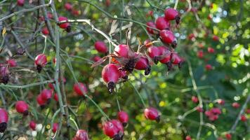 Red rose hips on thin branches against the background of a blurred green forest. video