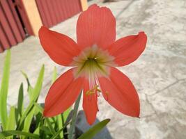 Amaryllis flower with the Latin name Hippeastrum, Indonesian people usually call it lily or daffodil, this flower has various names in various regions in Indonesia such as Puspa patuk, brojol flower photo