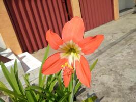 Amaryllis flower with the Latin name Hippeastrum, Indonesian people usually call it lily or daffodil, this flower has various names in various regions in Indonesia such as Puspa patuk, brojol flower photo