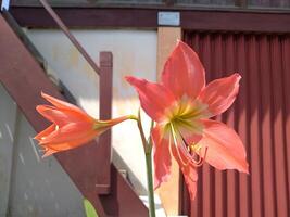 Amaryllis flower with the Latin name Hippeastrum, Indonesian people usually call it lily or daffodil, this flower has various names in various regions in Indonesia such as Puspa patuk, brojol flower photo