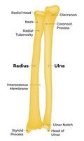Radius and Ulna Science Design Illustration Diagram vector