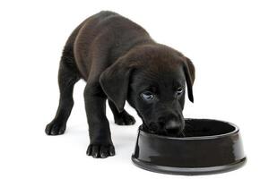 A cute black puppy drinks from a matching dark bowl against a white backdrop. The little dog shows an innocent expression while focusing on the bowl, capturing the essence of youthful curiosity. photo