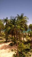 Sandy Beach With Palm Trees and Ocean video