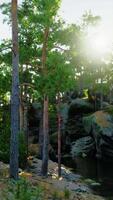 Sunlight Filtering Through Trees Reflects on Water video