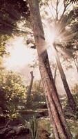 Sun Shines Through Trees in Forest video