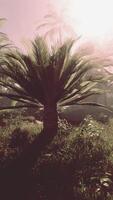 Palme Baum Stehen im Feld video