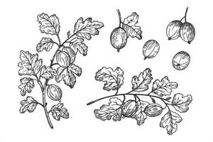 Set with Gooseberry drawing on isolated background. Hand drawn engraved ink drawing of berry harvest, branches and fruits of sweet gooseberries for label, logo, paper, design, sign, card vector