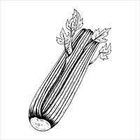 Graphics botanical illustrations with celery. Black line sketch with herbs and spices. Two versions - with and without filling vector