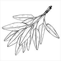 Graphics botanical illustrations with sage. Black line sketch with herbs and spices. Two versions - with and without filling vector
