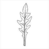 Graphics botanical illustrations with arugula. Black line sketch with herbs and spices. Two versions - with and without filling vector
