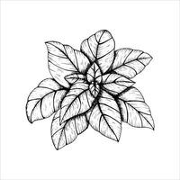 Graphics botanical illustrations with basil. Black line sketch with herbs and spices. Two versions - with and without filling vector