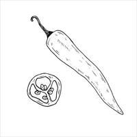Graphics botanical illustrations with chili pepper. Black line sketch with herbs and spices. Two versions - with and without filling vector