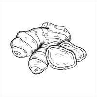 Graphics botanical illustrations with ginger. Black line sketch with herbs and spices. Two versions - with and without filling vector