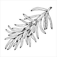 Graphics botanical illustrations with tarragon. Black line sketch with herbs and spices. Two versions - with and without filling vector
