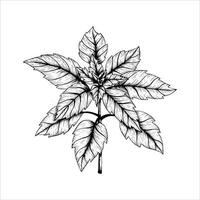 Graphics botanical illustrations with red basil. Black line sketch with herbs and spices. Two versions - with and without filling vector
