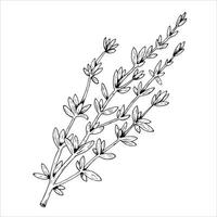 Graphics botanical illustrations with thyme. Black line sketch with herbs and spices. Two versions - with and without filling vector