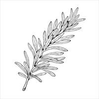 Graphics botanical illustrations with rosemary. Black line sketch with herbs and spices. Two versions - with and without filling vector
