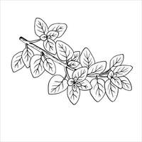 Graphics botanical illustrations with oregano. Black line sketch with herbs and spices. Two versions - with and without filling vector