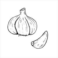 Graphics botanical illustrations with garlic. Black line sketch with herbs and spices. Two versions - with and without filling vector