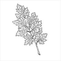Graphics botanical illustrations with parsley. Black line sketch with herbs and spices. Two versions - with and without filling vector