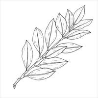 Graphics botanical illustrations with laurel. Black line sketch with herbs and spices. Two versions - with and without filling vector