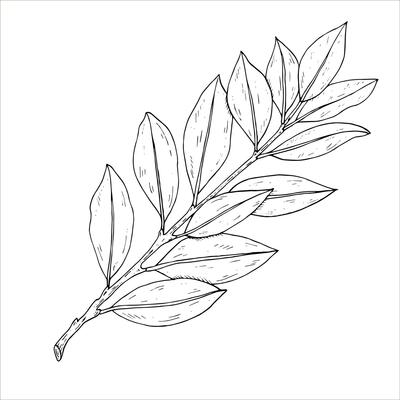Graphics botanical illustrations with laurel. Black line sketch with herbs and spices. Two versions - with and without filling
