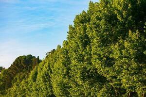 Lush trees with hazy sky. Carbon net zero concept photo