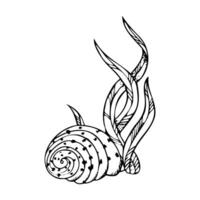 Black and white seaweed laminaria algae with spiral seashell illustration. Monochrome underwater plants and mollusk ink drawing. Sea bottom sketch for marine and nautical designs vector