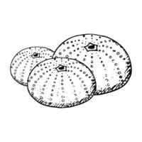 Line Sea urchin shell colony black and white illustration of Mediterranean animal in simple style. Test skeleton of seabed fossil hand drawn ink sketch vector